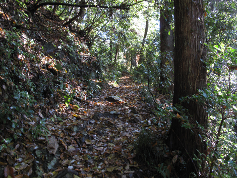 20161125hike (19)
